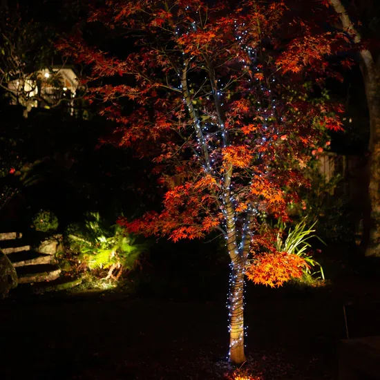 Solar fairy lights wrapped around a garden tree at night